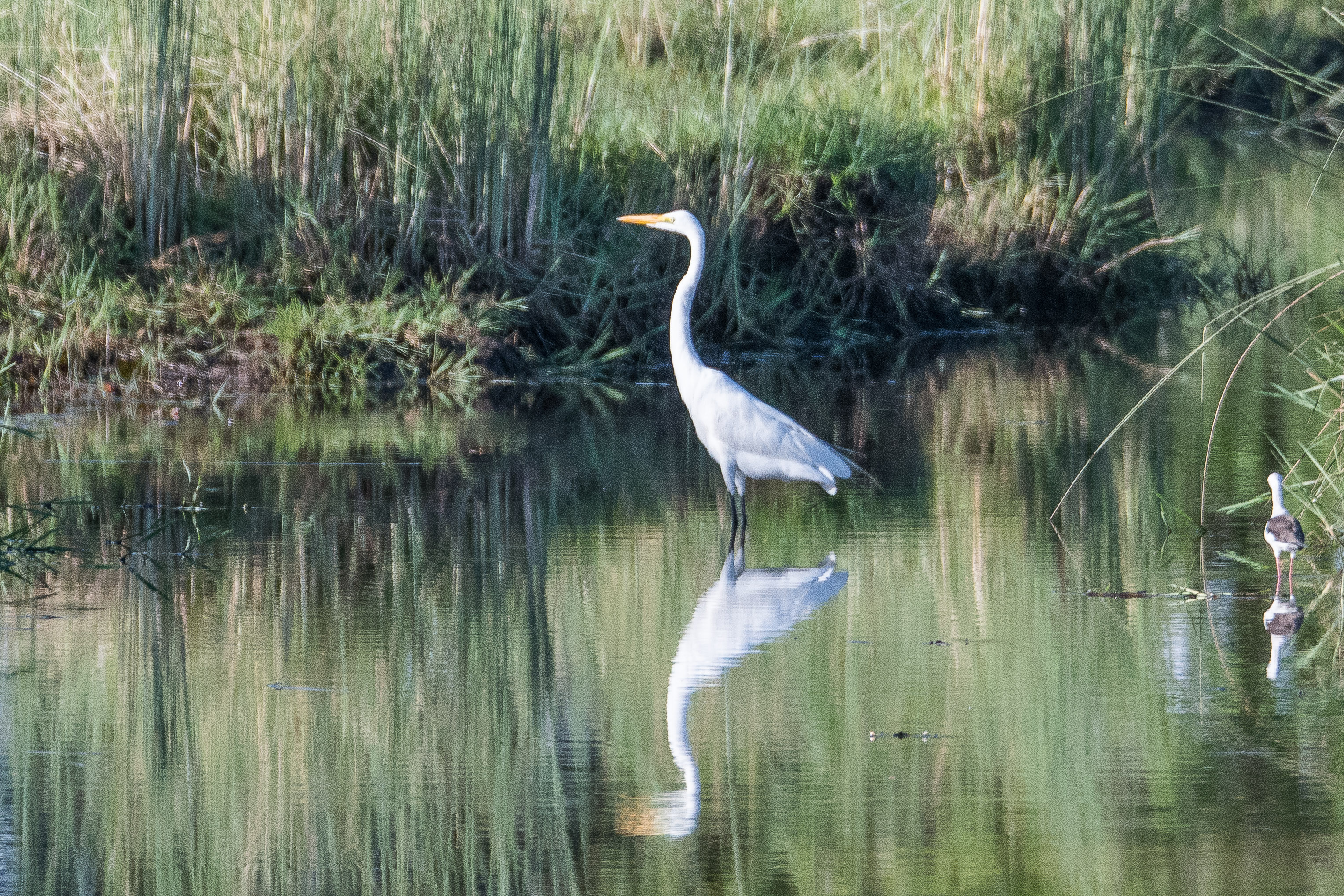 Héron intermédiaire (intermediate egret, Ardea intermedia), Shinde, Delta de l'Okavango, Botswana.